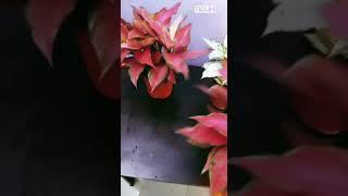 Aglaonema#plant#full pot plants