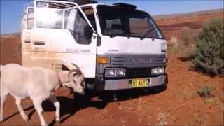 Gary the goat has trouble down under.