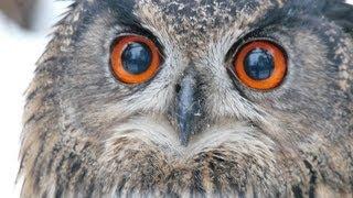 huhuuuuu! Uhu, European Eagle-Owl, der Ruf der Eule