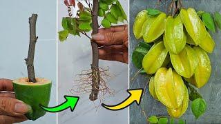 Starfruit tree | Method of cuttings with papaya fruit 100% successful