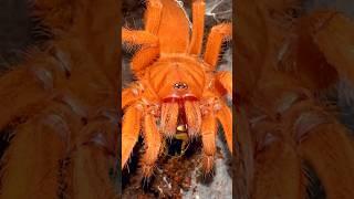 The most ORANGE TARANTULA IN THE WORLD!! 