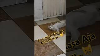 Exspresi Mily Lihat  Divideoin|Mily#cat #trending #catlover #kucinglucu #shorts