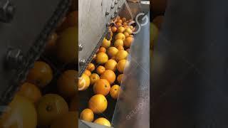 Fruit Vegetable Washing Machine Factory Price #frying #favabeans #dates