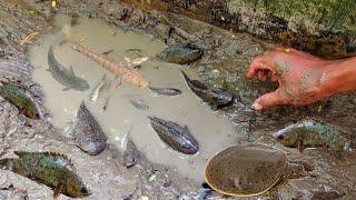 SELOKAN MENGERING ADA IKAN DAN KURA AIR TERJEBAK