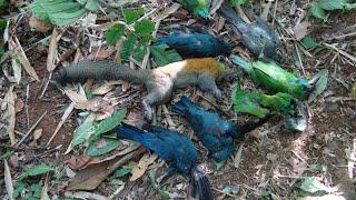 Hunting birds, squirrel in the forest and they were eating Banyan tree fruit season.