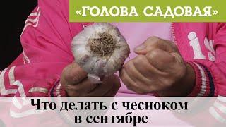 Голова садовая - Что делать с чесноком в сентябре