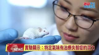 科學依據證實 薄荷醇可改善認知能力