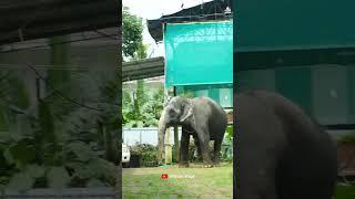 ഇക്കയില്ലാതെ ആരും എന്റെ അടുത്തോട്ട് വരണ്ട,  I Kaveri Elephant Malappuram #kaverielephant