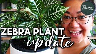 Zebra Plant Propagation Update (Aphelandra Squarrosa)