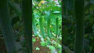 Organic sponge gourd farming @Natural_And_Fruit #fruit #nature #reels #world