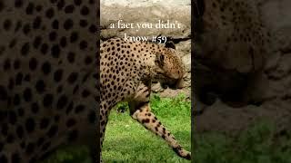 Cheetah's Eye Marks: Nature's Sunglasses