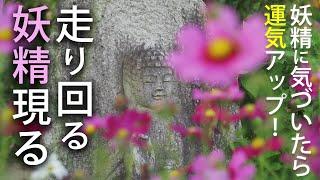 幸運を運び中！？走り回る妖精現る！境内に住む花の妖精か！？コスモス寺