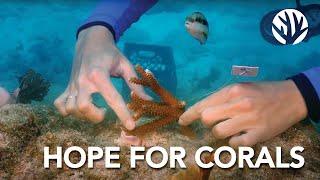 There is Hope for Coral Reefs with Coral Restoration Foundation™