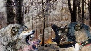 KANGAL vs WOLF