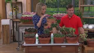 Roberta's 6-piece Hens and Chicks Hardy Sempervivum on QVC