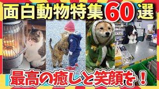 【爆笑】可愛すぎて爆笑！癒しの宝庫！面白動物動画＆画像60選/ガルちゃん選抜/2ch/ゆっくり