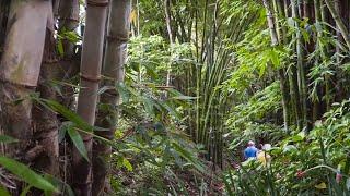 More Epic Plant Collections @ The Ark Herb Farm in Costa Rica! (Part 2)