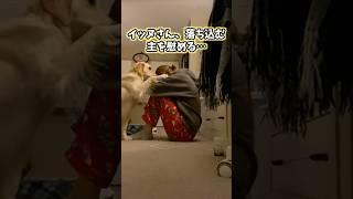 イッヌの動画見てニヤけたら負けwww #犬 #犬のいる暮らし #いぬ #ペット #かわいい #癒し #2ch動物スレ