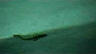 Paddletail Test!  Rainbow Worms Bowfish Swimbait Review