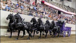 Young Living's World Champion Percheron Team