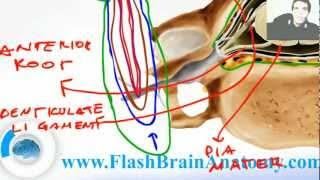 Lessons And 3D Anatomy Software: Spinal Cord Anatomy