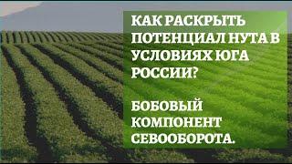 Как раскрыть потенциал нута в условиях юга России? Бобовый компонент севооборота.