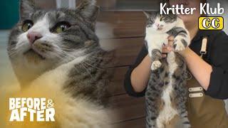 Cat Says "Are You Really Going To Kick Me Out?" I Before & After Ep 100