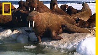 A Walrus Pup’s Swimming Lesson | Animal 24