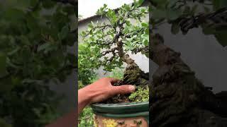 Hải châu bộ đế xịn sò zl 0777304640 #haichau #bonsai