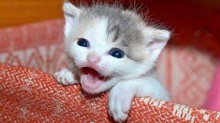 Kittens Meowing - A Cats Meowing Compilation || NEW HD