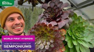 SEMPONIUMS, a world first hybrid  | Care tips