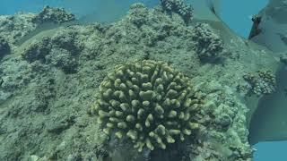 Ulua Antler Coral