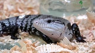 Keeping and breeding of Tiliqua species at BION Terrarium Center