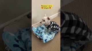 ️A Delight️ 10K views  6 hours ago #shorts #shortvideo #youtubeshorts #watchnow #cutedog #cat #yt