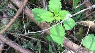 Foraging for stinging nettles in BC