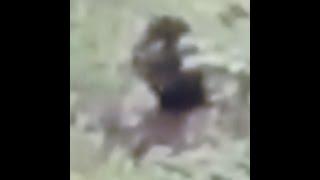 Is this a Bigfoot? Zoomed and Stabilized