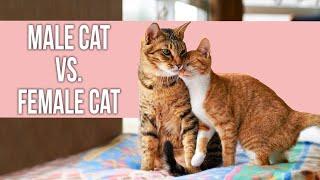 Male or Female Cat: Find Which One is Best for You!