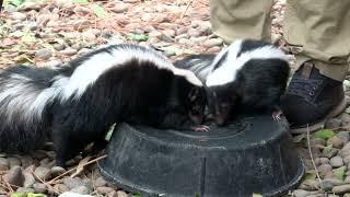 Walk on the Wild Side with KTVL - Skunk Training