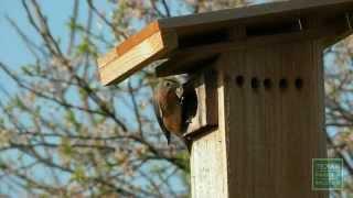 How to install a Bluebird nest box - Tips from a Wildlife Biologist