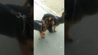 German shaft dangerous dog / Beautiful Growth German / so handsome colours/ # short video#short # so