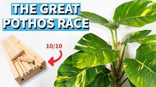 I Cant Believe How The Great Pothos Race Ended!