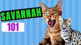 SAVANNAH CAT 101 / Everything You Need To KNOW ABOUT Savannah CATS