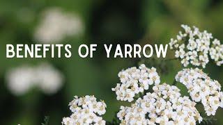 Benefits of Yarrow- Medicinal Uses of Common Yarrow