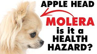 Does the apple head Chihuahua's molera make them unhealthy? | Sweetie Pie Pets by Kelly Swift