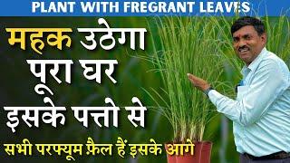 महक उठेगा पूरा घर इसके पत्तो से || सभी परफ्यूम फ़ैल हैं इसके आगे || Lemon Grass Plant