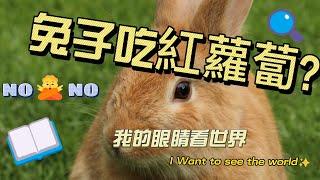 我的眼睛看世界 I Want to see the world 兔子