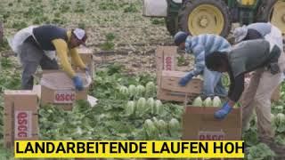 Covid-19 beeinträchtigt kleinbäuerliche Landwirtschaft und Lebensmittelversorgung weltweit