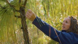 What do you know about Longleaf pine forests? | Bezos Earth Fund