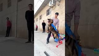 This dog so genius#viralshorts #cutedog #doglove