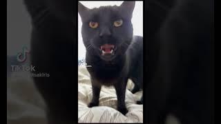 Funny Cat Reaction Memes 18 #shorts #funnycats #cat #funnycomic #reactionmemes